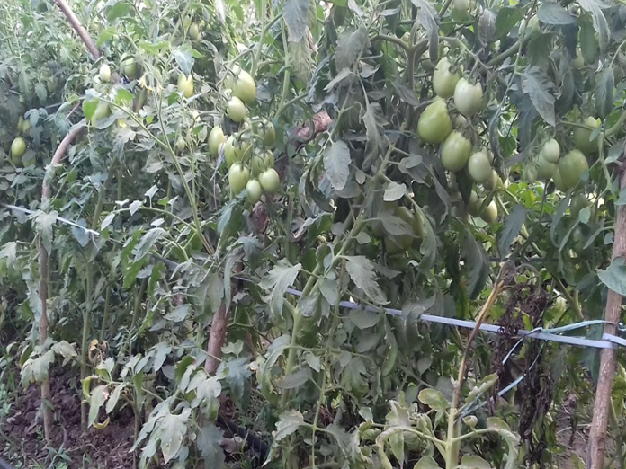 Micro irrigation catches up in East Godavari