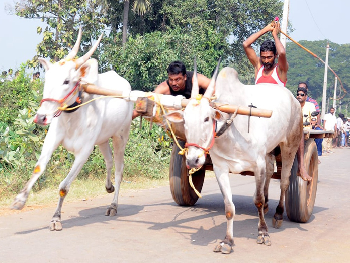 Huge crowds throng Kovur bullock-cart race
