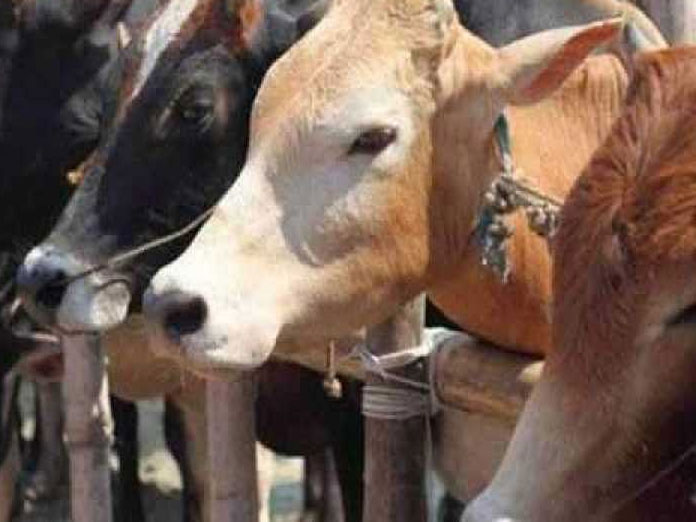 Ahmedabad firm to launch facial recognition tool for cattle insurers