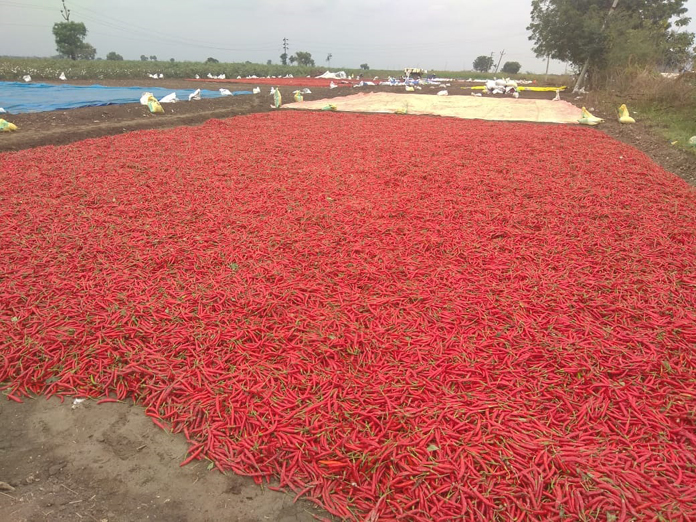 Unseasonal rains damage chilli, paddy  stocks in Palnadu farms