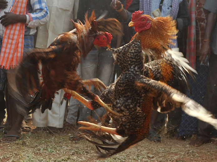 Cock fight betting goes High in Andhra