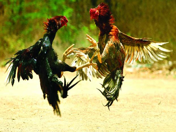 Vijayawada CP allows cockfight during Sankranti festival