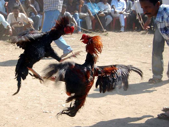 To punters delight, cockfights to be webcast live from Godavari districts
