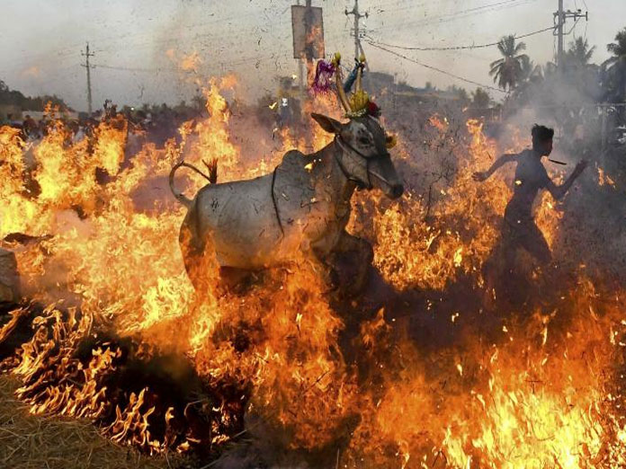 Cows made to walk on fire during Makar Sankranti celebrations in Bengaluru