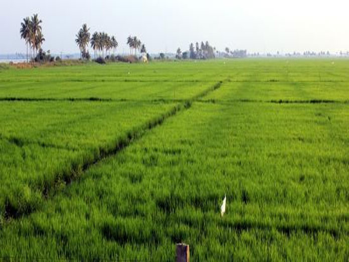 Centre aims to double non-rice summer crop output to 5 mn tonnes