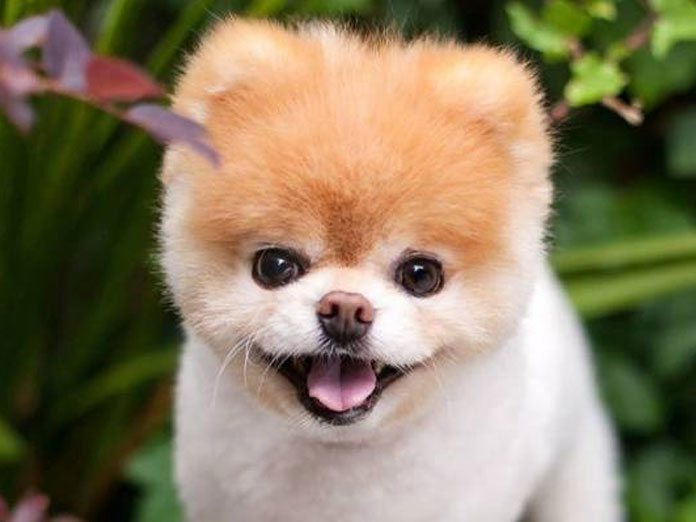 Heartbroken Boo, worlds cutest dog, dies aged 12