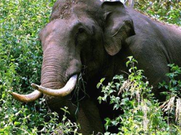 Sabarimala Pilgrim, Travelling With Son, Trampled To Death By Elephant