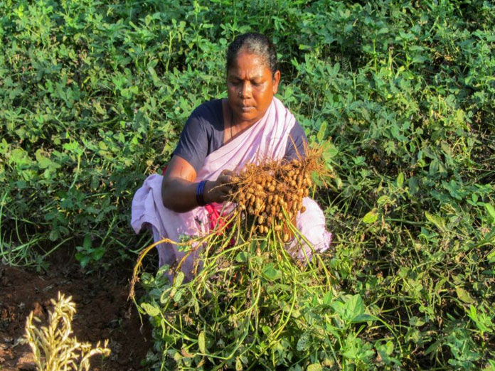 Crisis looms large for groundnut farmers