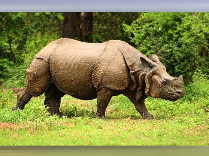 102 one-horned rhinos killed since 2008: RTI reply