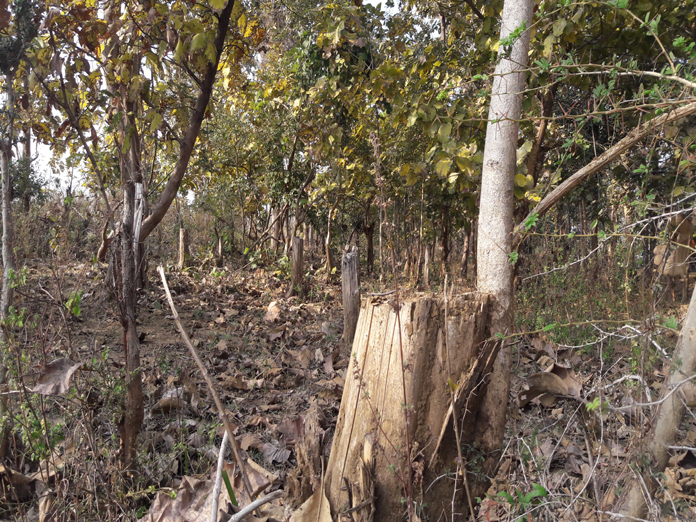 Smugglers stripping Adilabad forests
