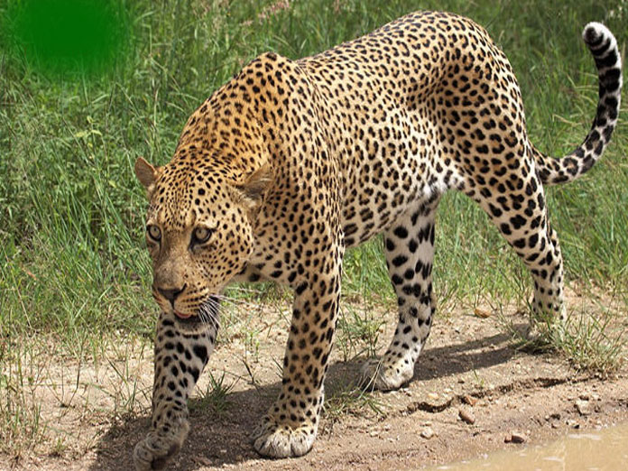 Leopard enters Greater Noida village