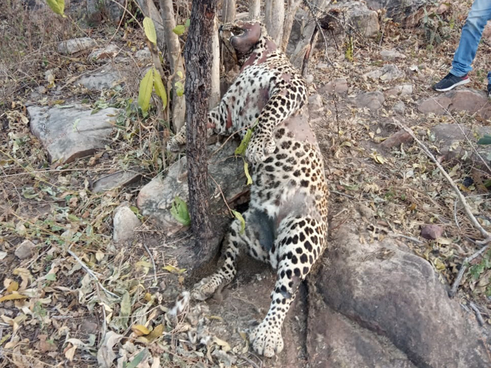 Leopard killed by wire snare