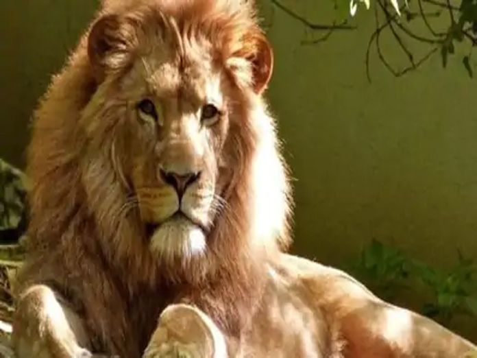 MP seeks Centre’s help to get lions from Gujarat