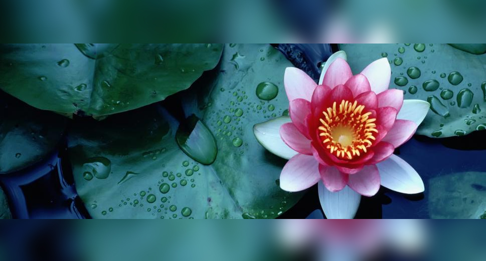 Lotus-inspired biodegradable water repellent material developed
