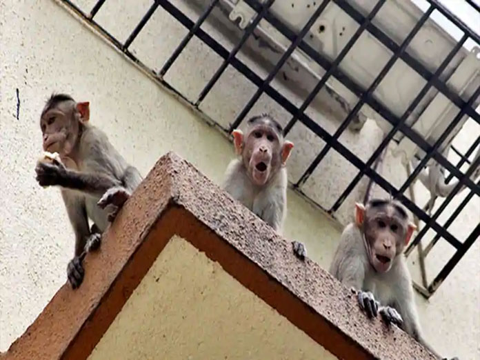 Woman falls from terrace after monkey attack, dies