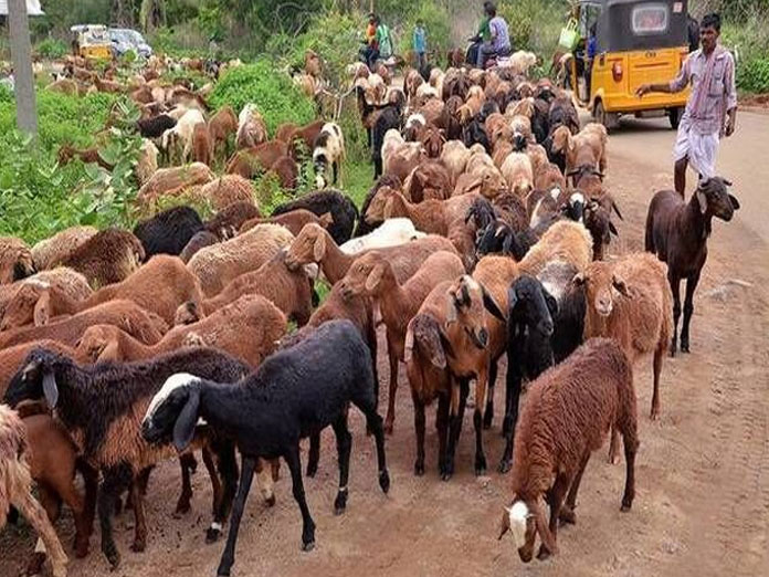 Second phase of sheep distribution after polls