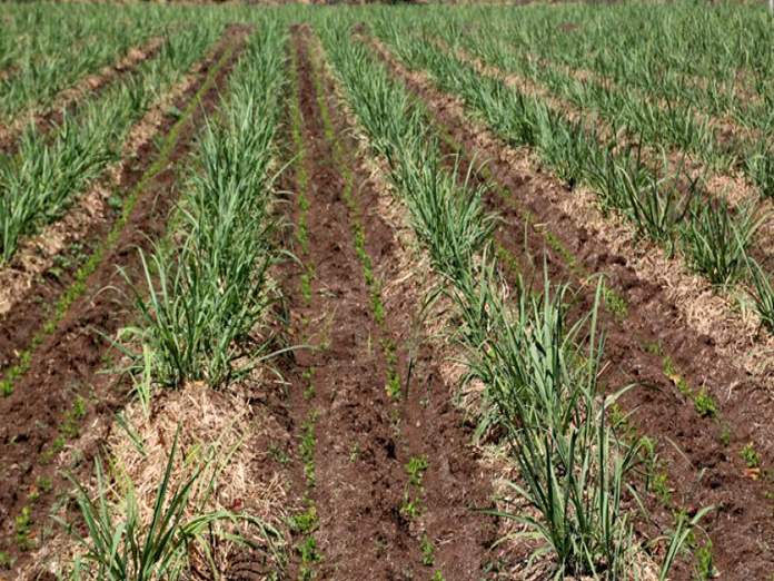 Internal crops to make sugarcane profitable