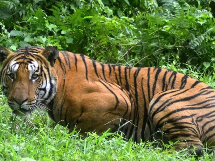 Telangana: Forest officer suspended for involving in Tiger killing