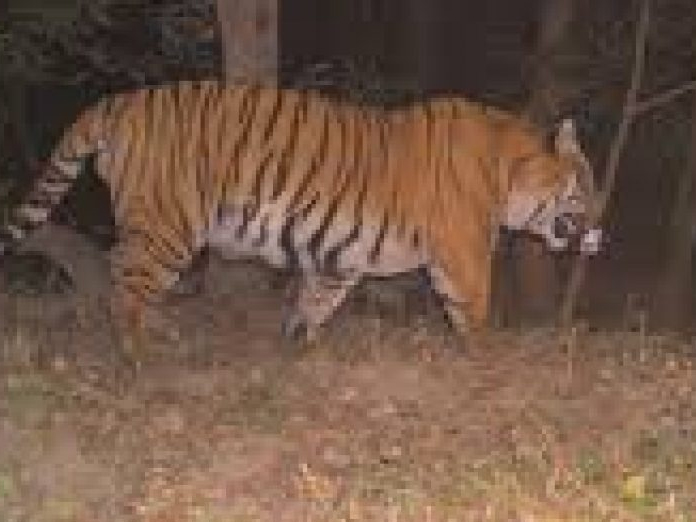 In A First, Royal Bengal Tiger Caught On Camera In Sikkim