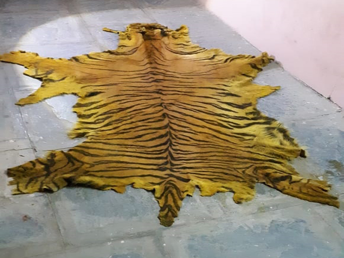 2 held, tiger skin seized 