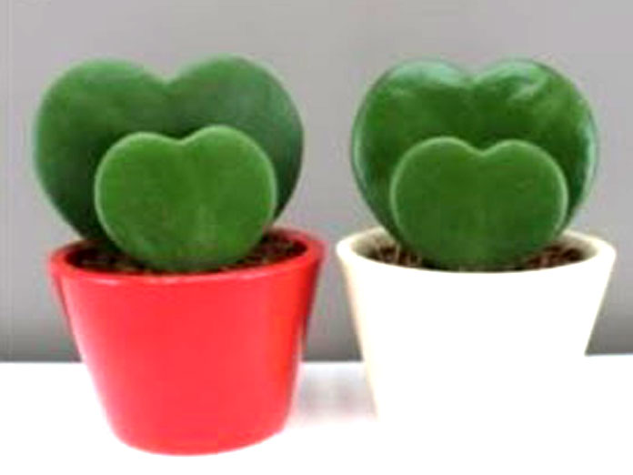 Romantic plants to gift him on this Valentines Day