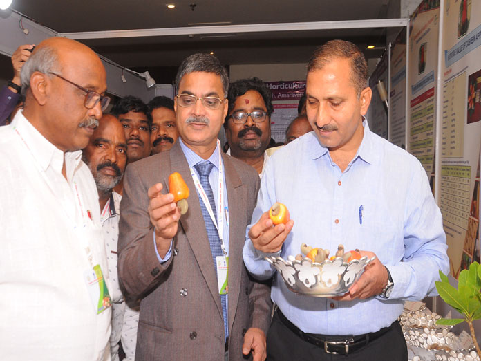 Time to increase cashew cultivation