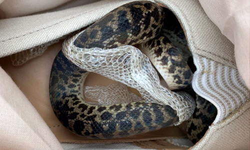 Snake on a plane: Scottish grandmother finds python in shoe after Australia flight
