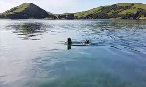 Do you recognise this footage? It was found in seal poo