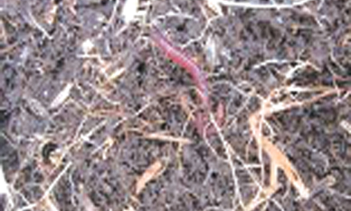 Roots and worms