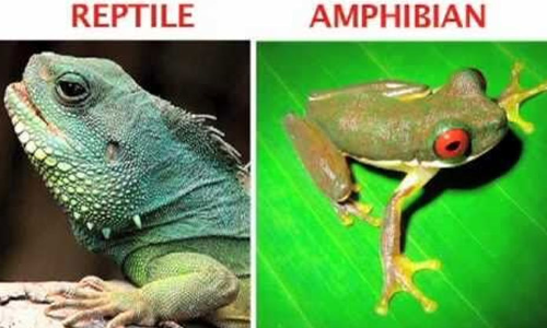 About reptiles & amphibians
