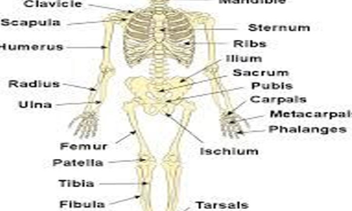 Learn about skeletons and bones