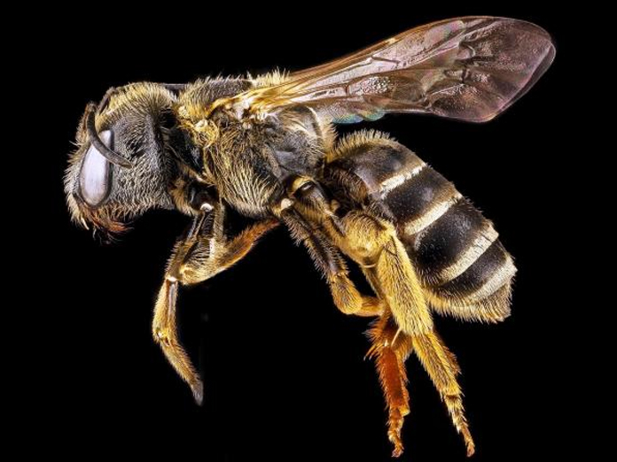 Worlds largest bee found again