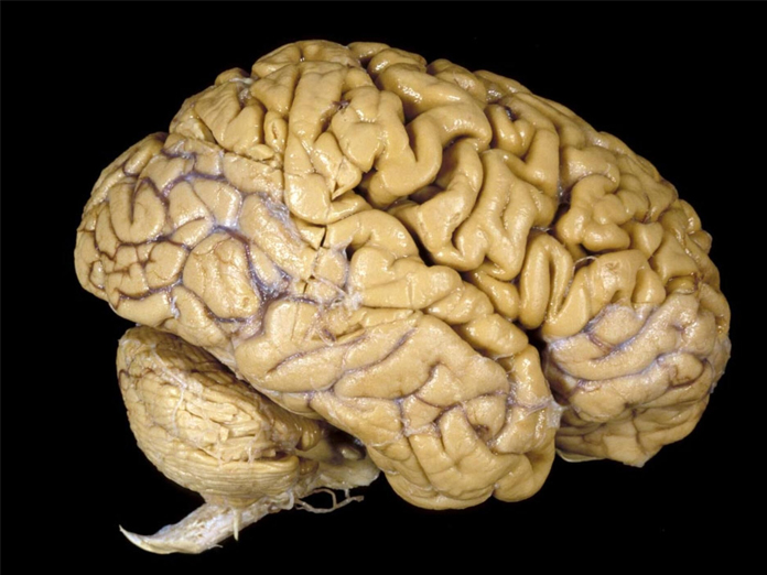 Here’s how the brain evolved