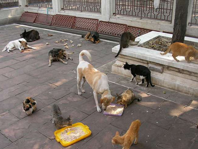 are there more stray dogs or cats