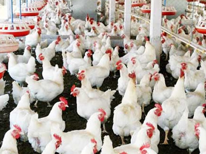 Chicken prices fall