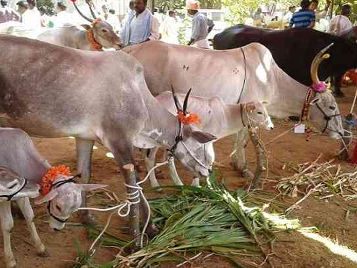 Madhya Pradesh Announces Monetary Help For Shrines Offering Cow Shelter