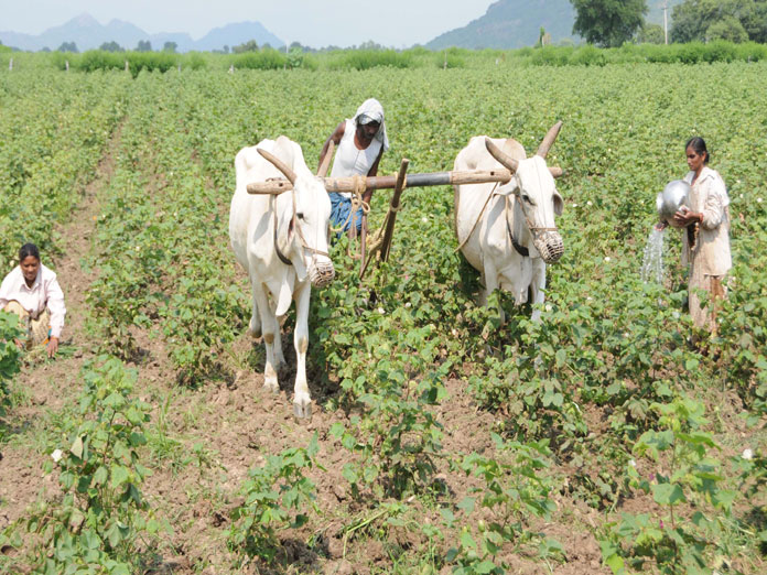 Mapping of crop colonies yet to kick off