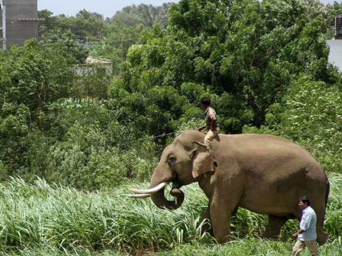Chhattisgarh: Woman killed by elephant; husband, grandchild injured