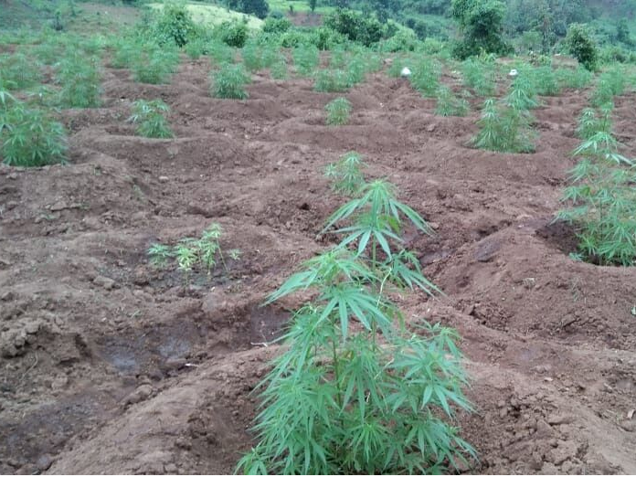 Ganja cultivation goes unabated in Araku agency