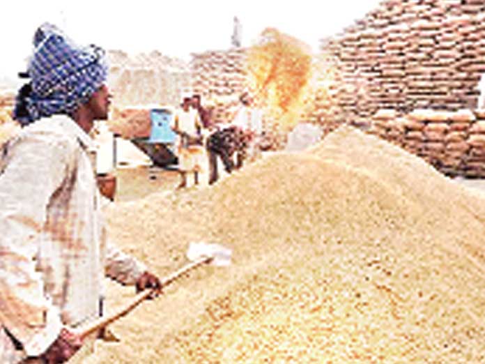 Govt to procure 12 lakh quintals of paddy