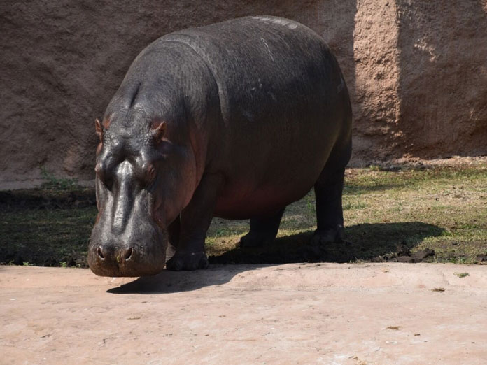 Talk show on Hippos held at Nehru Zoo
