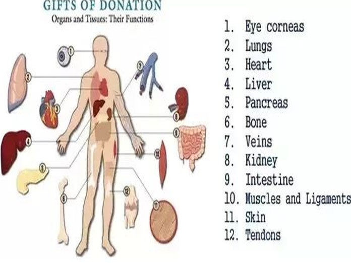 Huge scope for organ donation in India