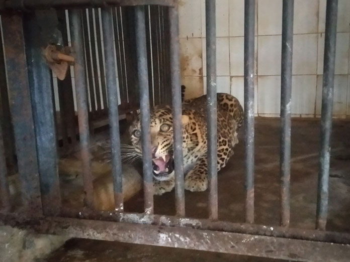 Leopard caught, shifted to Vizag