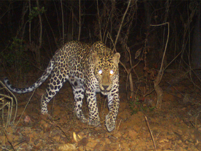 Leopard hulchul continues in East Godavari district