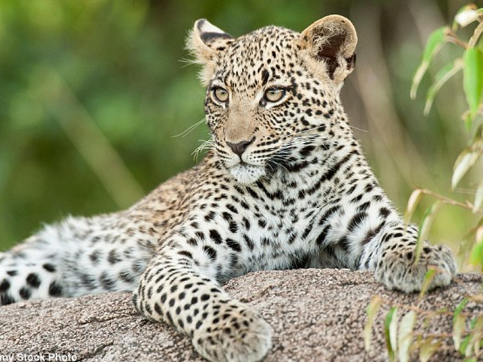 Five-year-old male leopard trapped and caught by the forest department