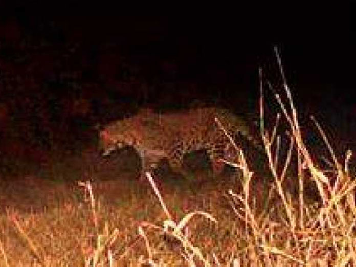 Leopard sighted on campus of research institute in Hyderabad