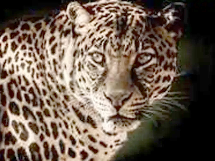 Leopard Kills 17-Year-Old Boy In Uttar Pradesh