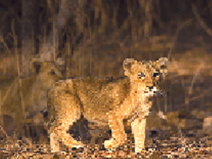 Lion cub dies in Gir sanctuary