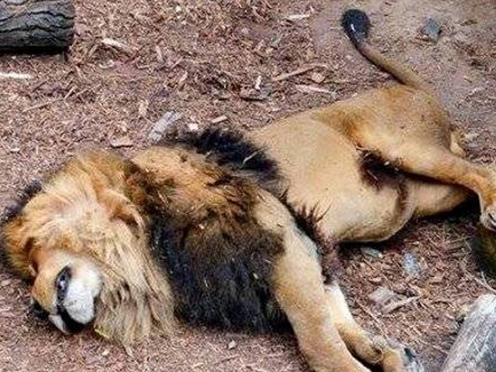 One more big cat dies in Gir region