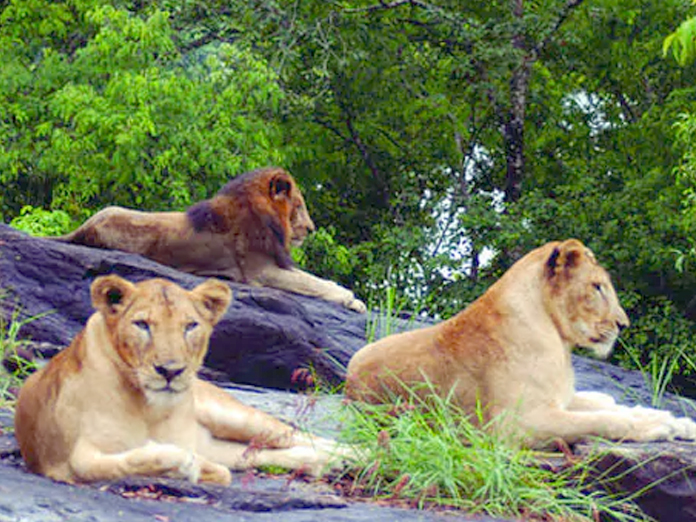 19-Year-Old Ailing Lioness Dies At Kerala Safari Park